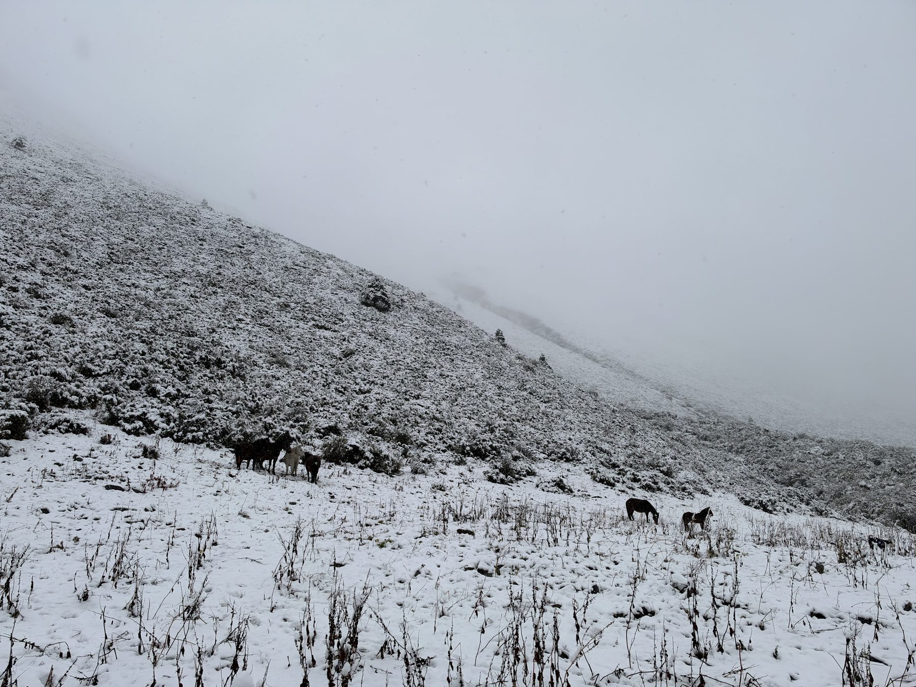 雪地里的马群